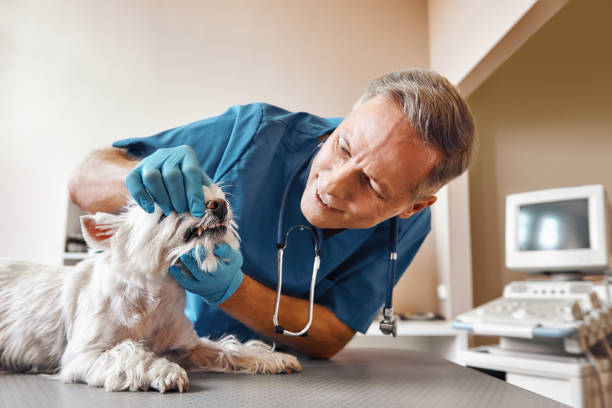 Best Emergency Gum Treatment in Westvale, NY